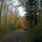 Denzlingen: Dachslöcherweg am Einbollen