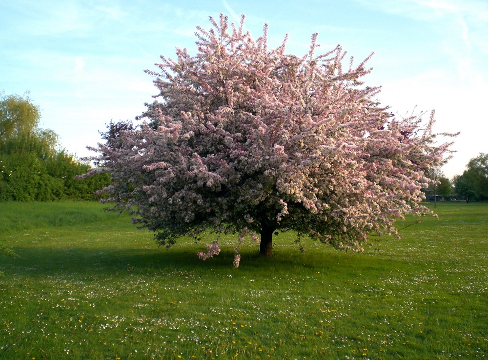 Denzlingen: Frühling im Stadtpark