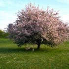 Denzlingen: Frühling im Stadtpark