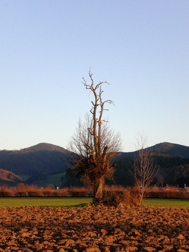 Denzlingen: Geäst reckt sich in die Abendsonne