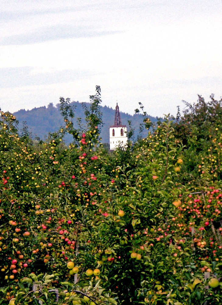 Denzlingen Georgskirchturm inmitten von Apfelbäumen