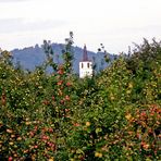 Denzlingen Georgskirchturm inmitten von Apfelbäumen