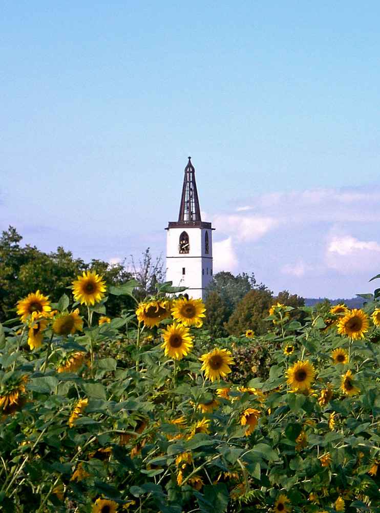 Denzlingen: Georgskirchturm inmitten von Sonnenblumen