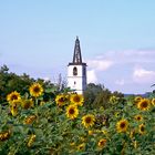 Denzlingen: Georgskirchturm inmitten von Sonnenblumen