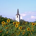 Denzlingen: Georgskirchturm inmitten von Sonnenblumen