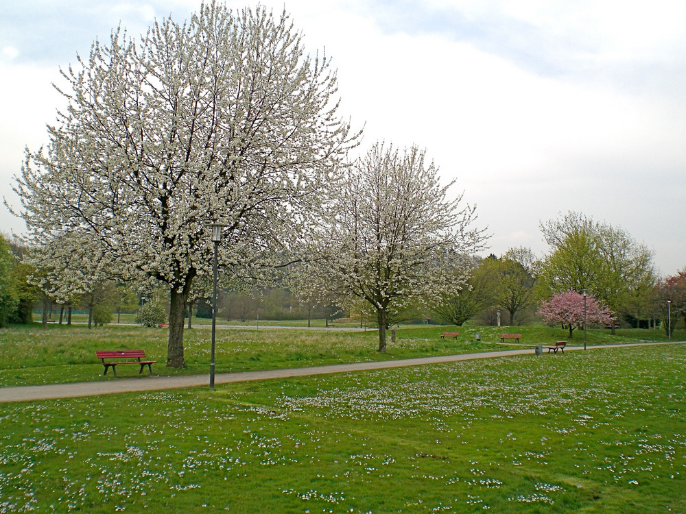 Denzlingen: Heimatweg im Frühling