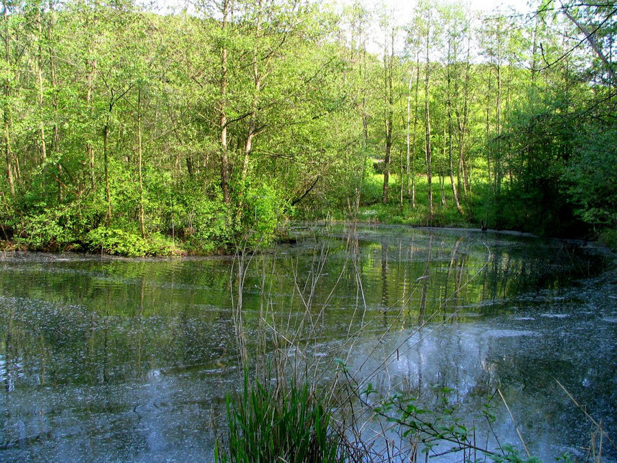 Denzlingen: im Frühling am Heidachsee