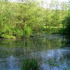 Denzlingen: im Frühling am Heidachsee