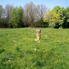 Denzlingen: Sommer im Stadtpark