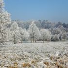 Denzlingen: Winter im Stadtpark 1