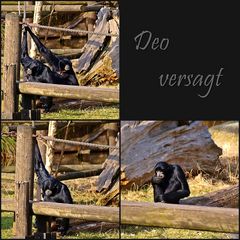 Deo versagt