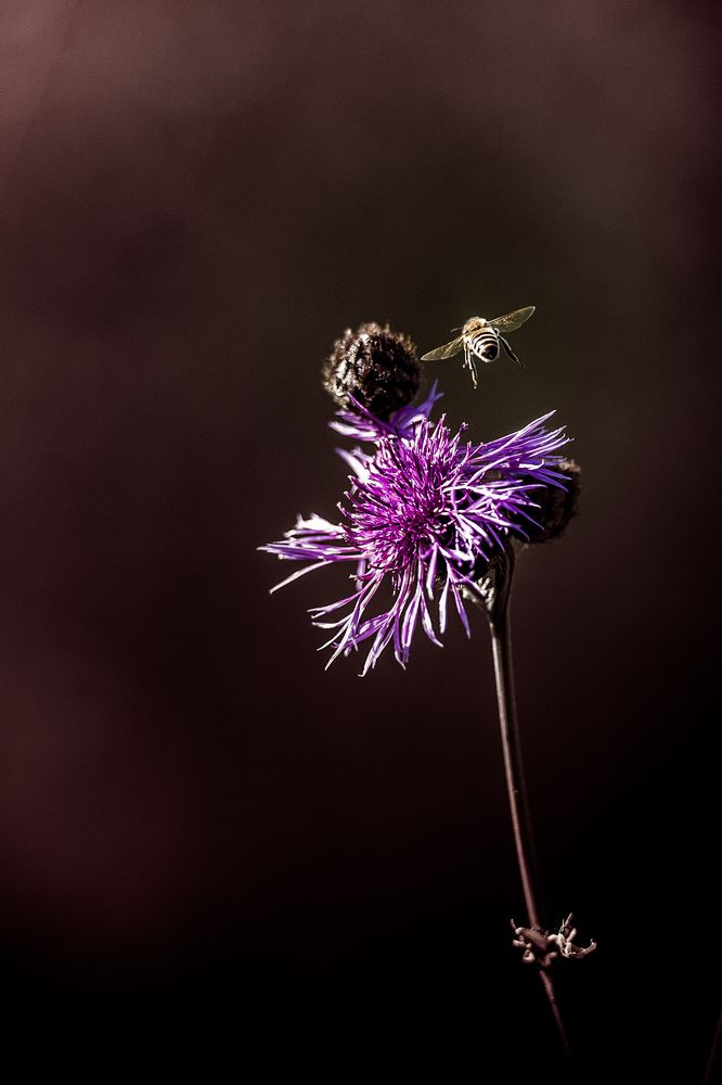 Departing Bee