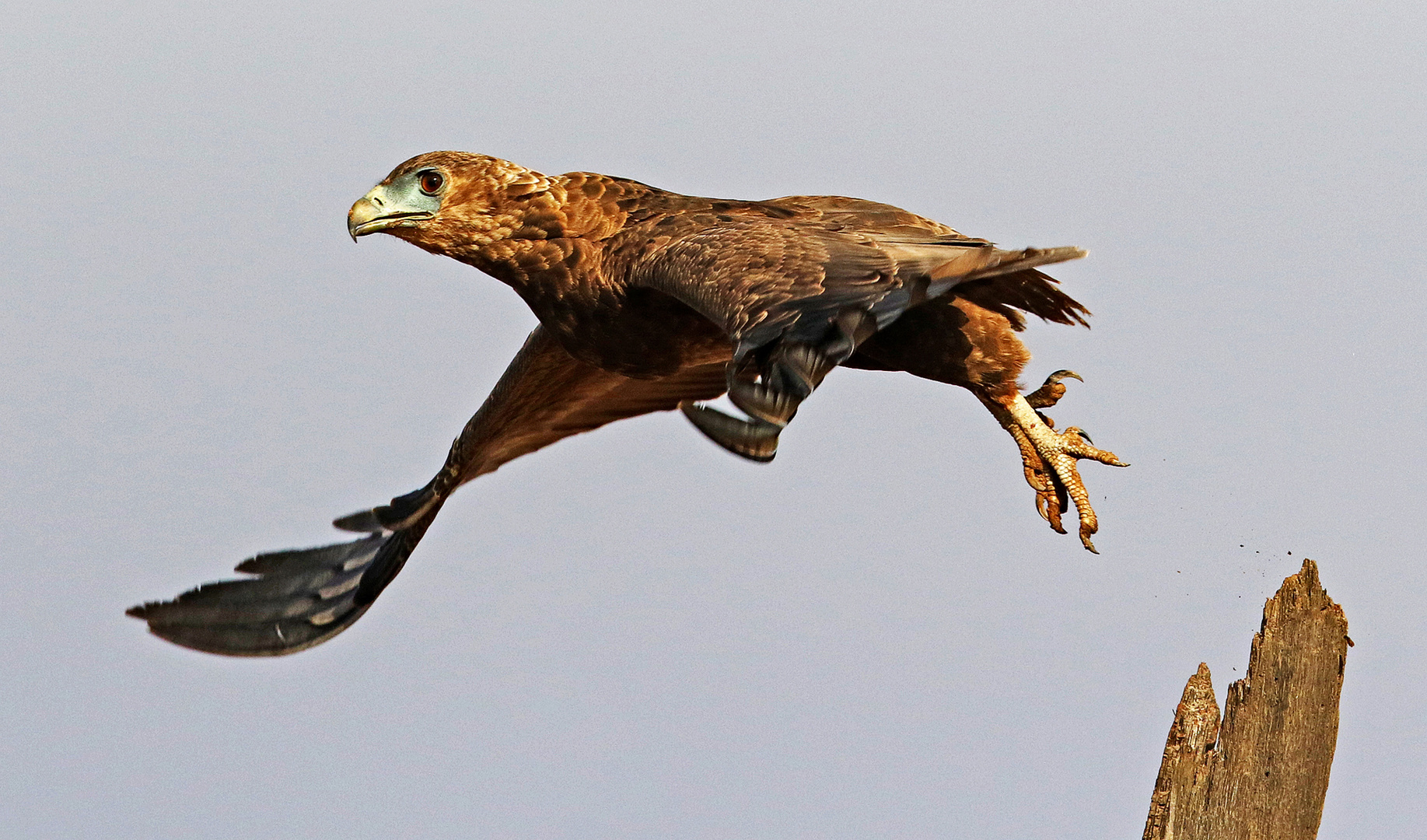 Departure from young Bateleur