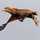 Departure from young Bateleur
