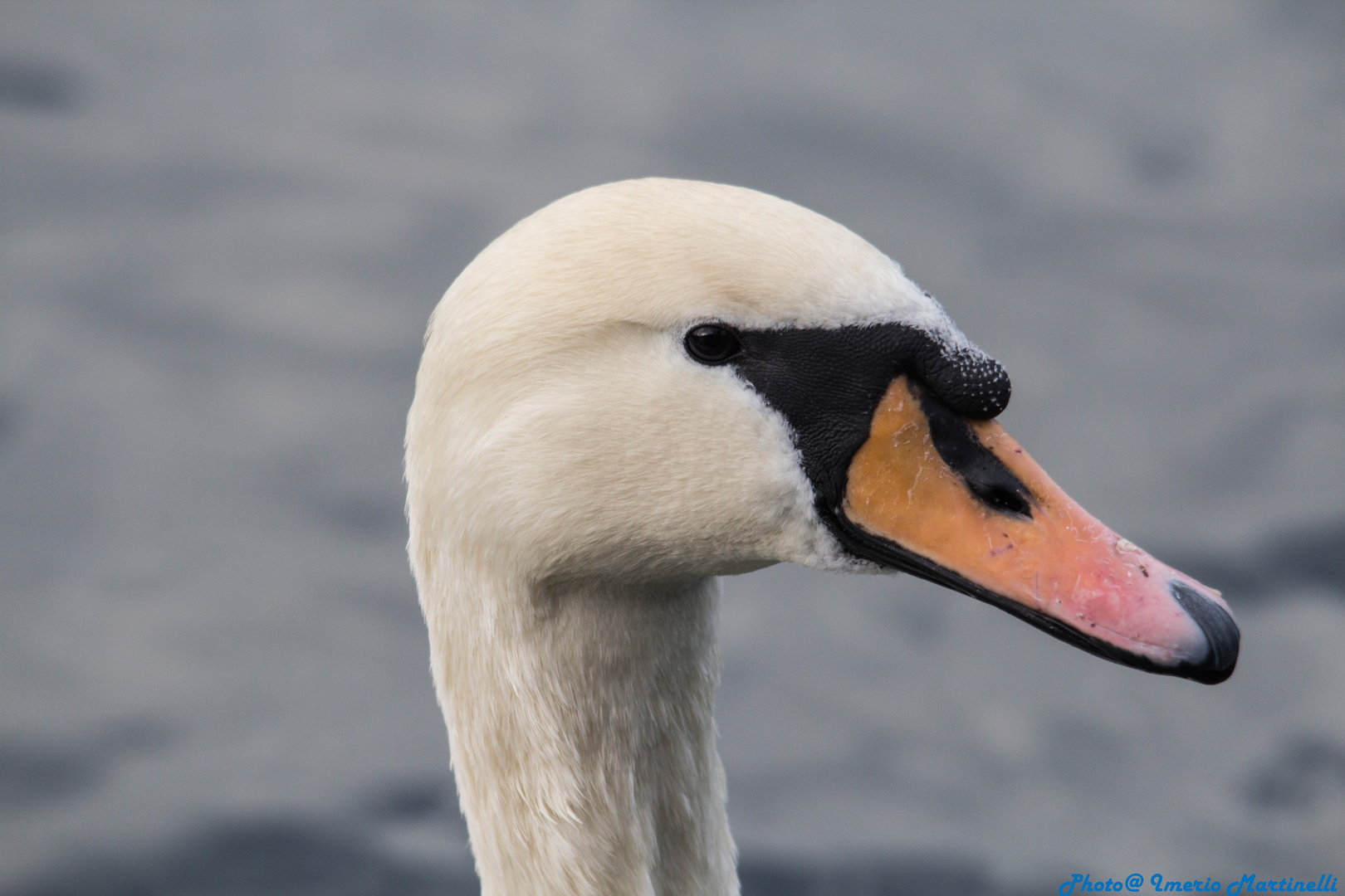 Depicting a beautiful swan