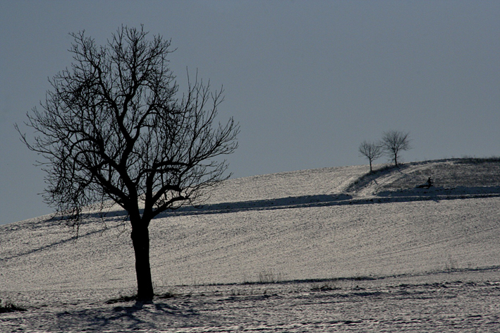 Déplumés, l'hiver venu