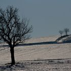 Déplumés, l'hiver venu