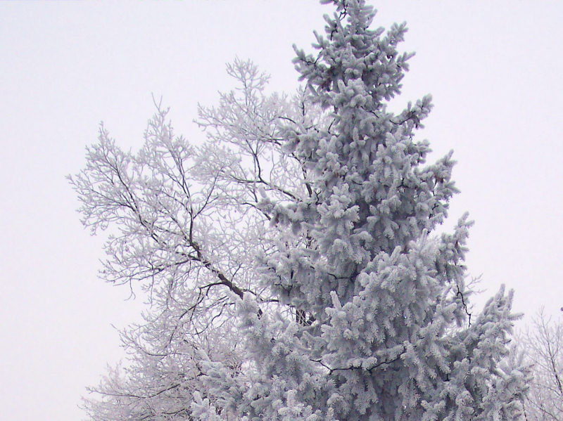 Dépot de givre sur arbres