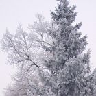 Dépot de givre sur arbres