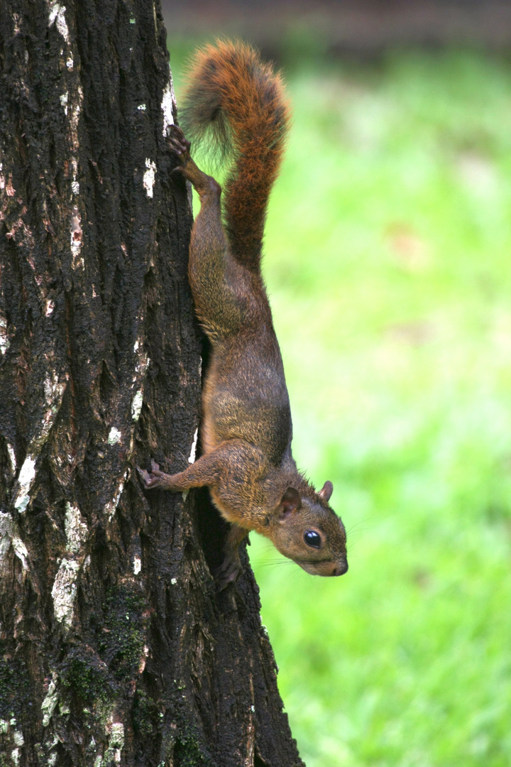 Deppes Hörnchen