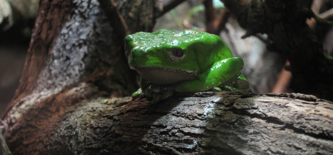 depressiver Frosch ??