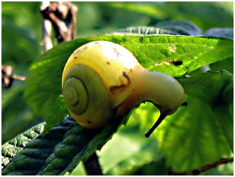 depri-schnecke