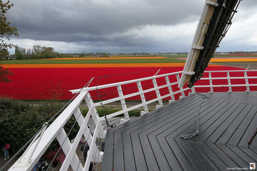 depuis le moulin a vent du Keukenhof  Hollande..........