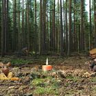 Der 1. Advent für die Tiere im Wald