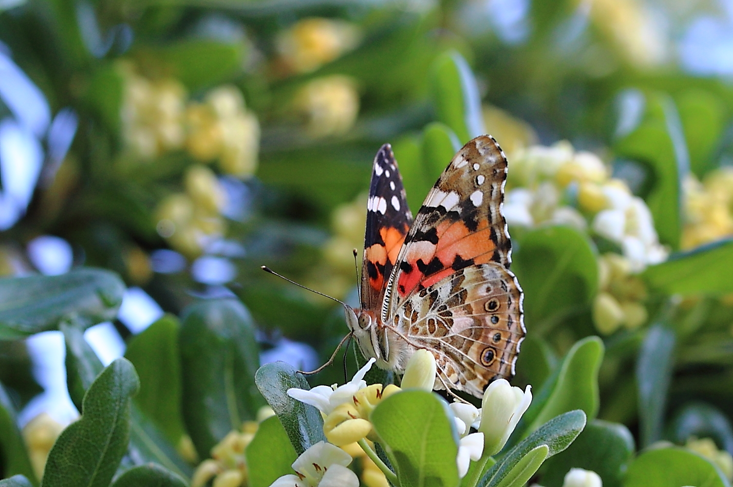 Der 1. Distelfalter im Garten....