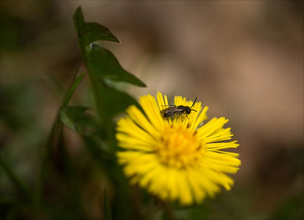 Der 1. Flieger