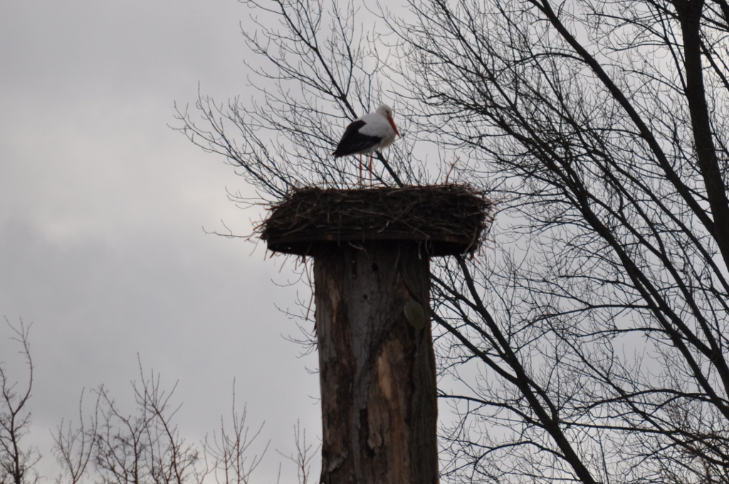 Der 1. Storch 2014 in der Hammer Lippeaue