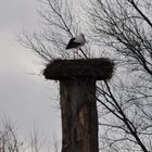 Der 1. Storch 2014 in der Hammer Lippeaue