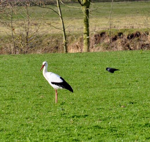 Der 1. Storch hält sich schon über eine Woche in der Lippeaue auf.