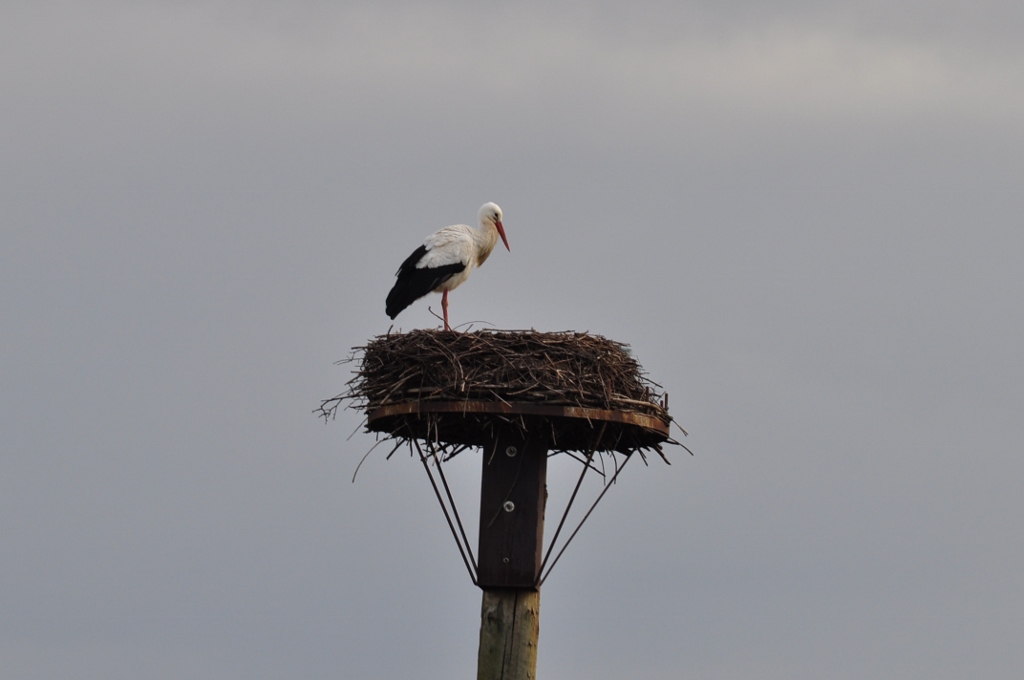 Der 1. Storch in der Disselmersch ist wieder da.