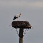 Der 1. Storch in der Disselmersch ist wieder da.