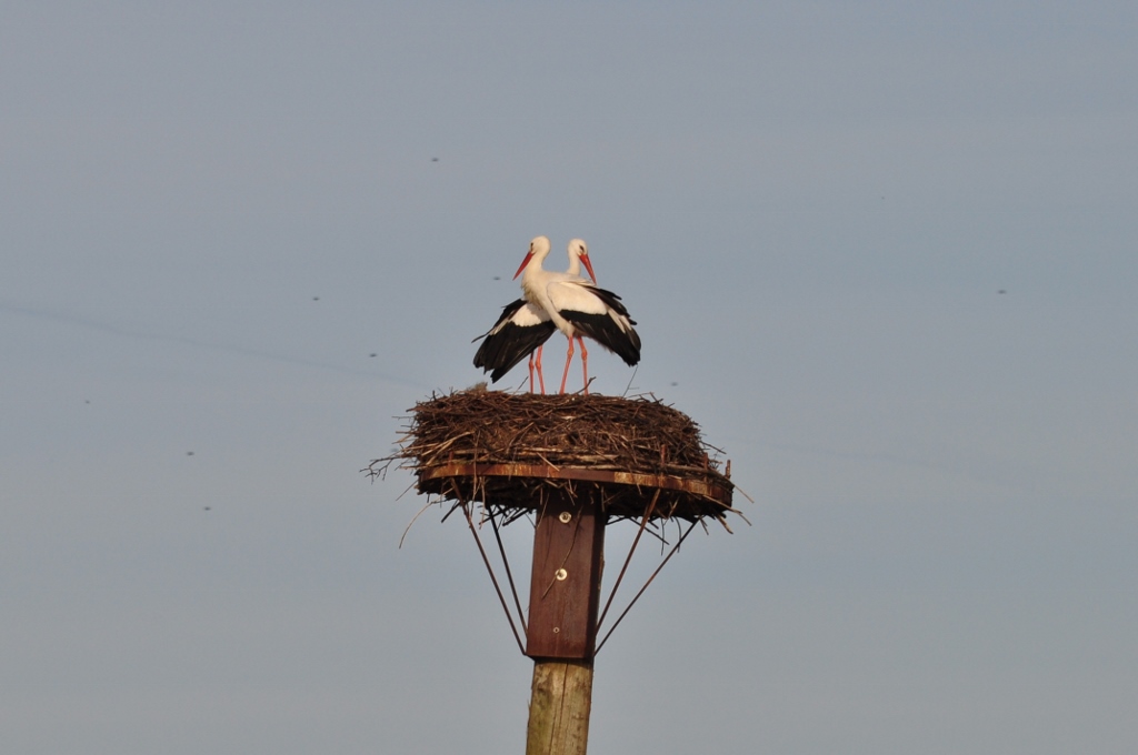 Der 2. Storch ist heute Nachmittag eingetroffen.