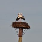 Der 2. Storch ist heute Nachmittag eingetroffen.