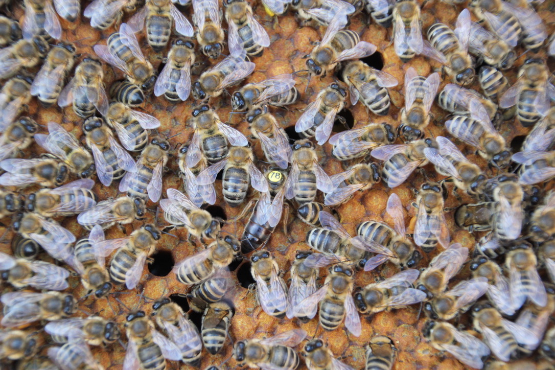 Der 20. Mai ist Weltbienentag