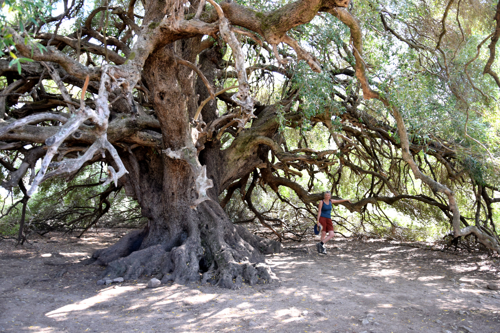 Der 3000 jährige Olivenbaum von Sardinien