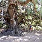 Der 3000 jährige Olivenbaum von Sardinien