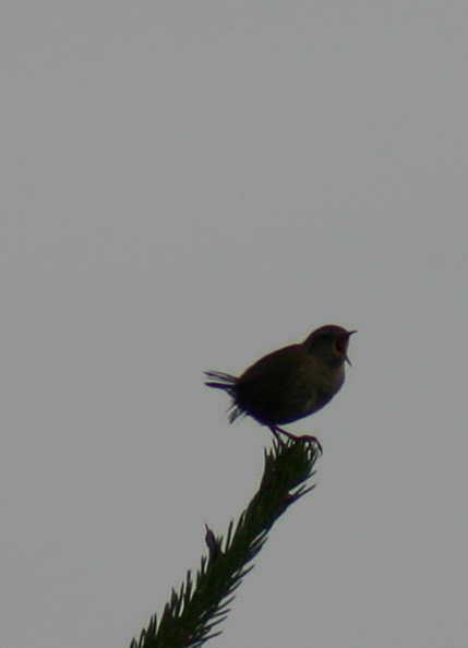 Der 6-Uhr-Vogel