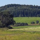 Der 724m hohe Sattelberg (Spicak) ist reichlich 150 Meter höher als der höchste Berg...