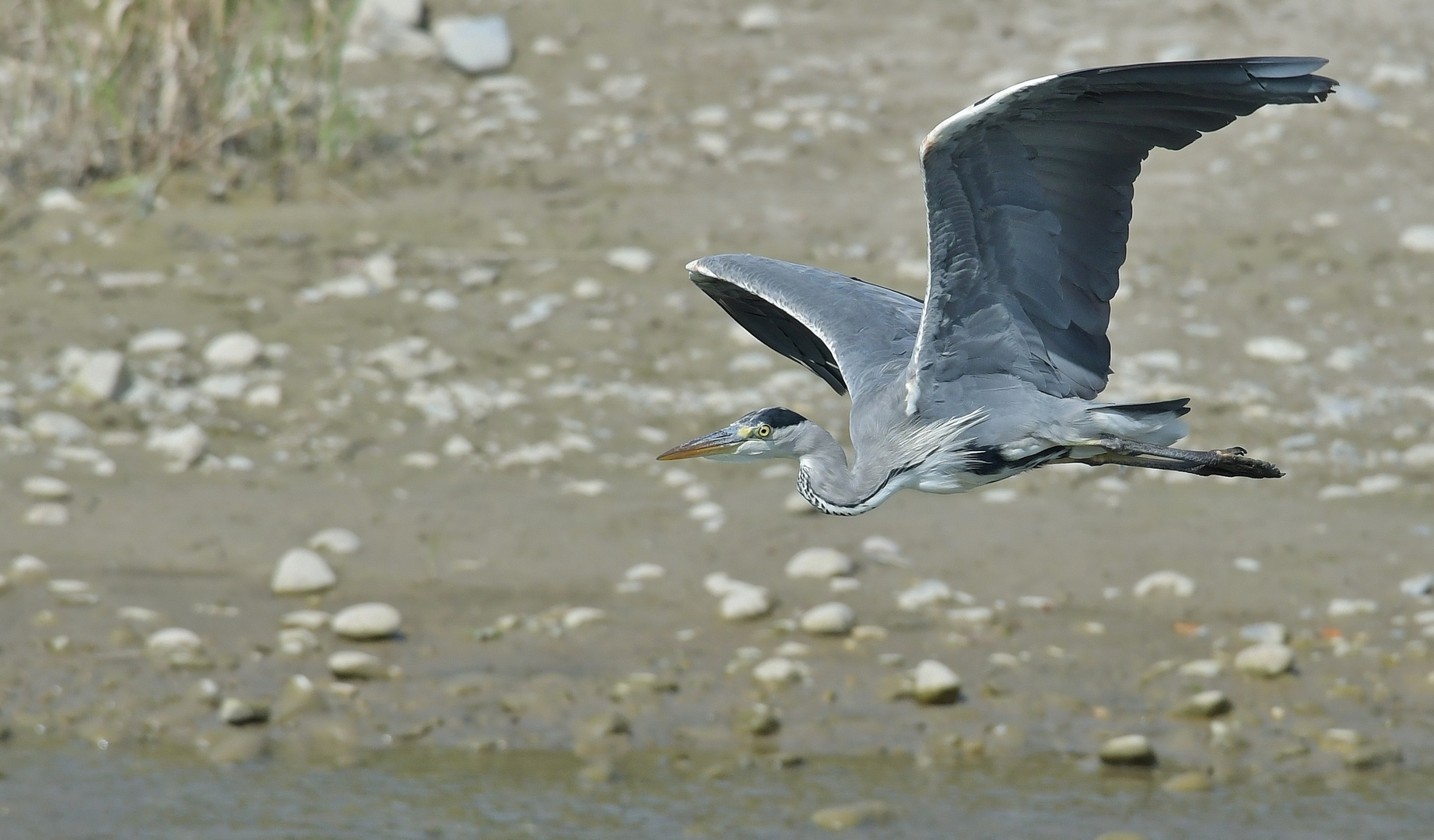 Der Aare entlang