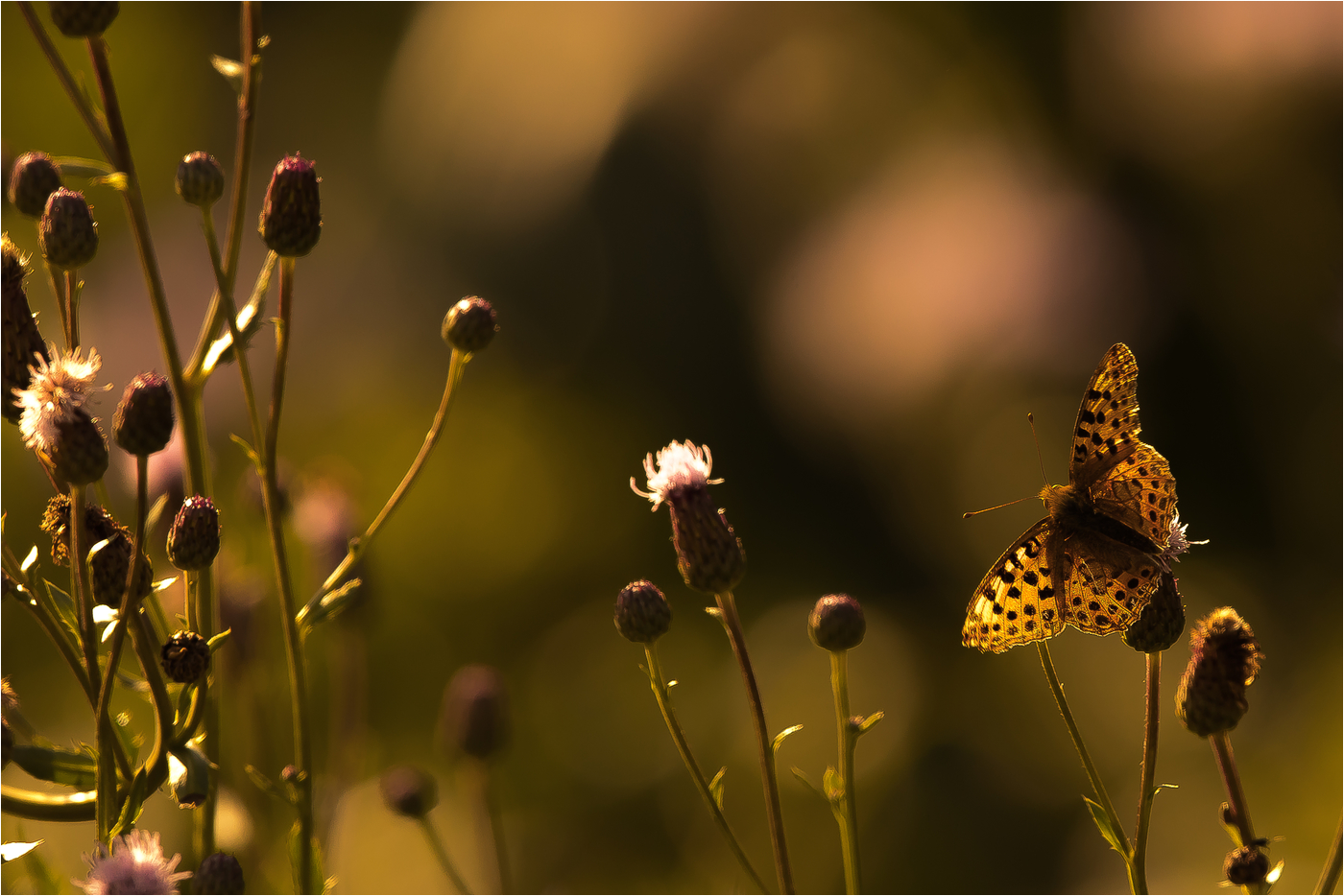 Der Abend-Schmetterling [1]