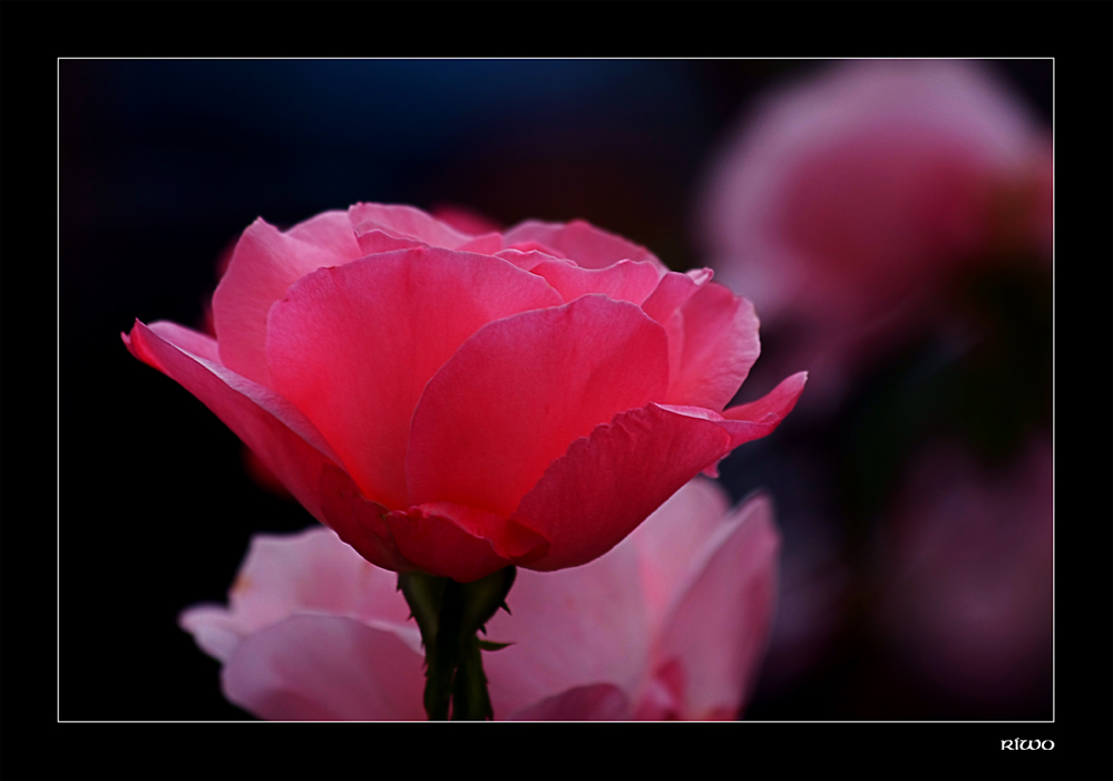 der Abend senkt sich über das Rosenbeet...