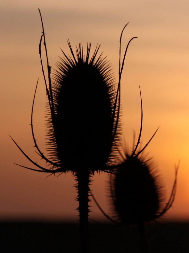 DER ABEND UND DAS LICHT