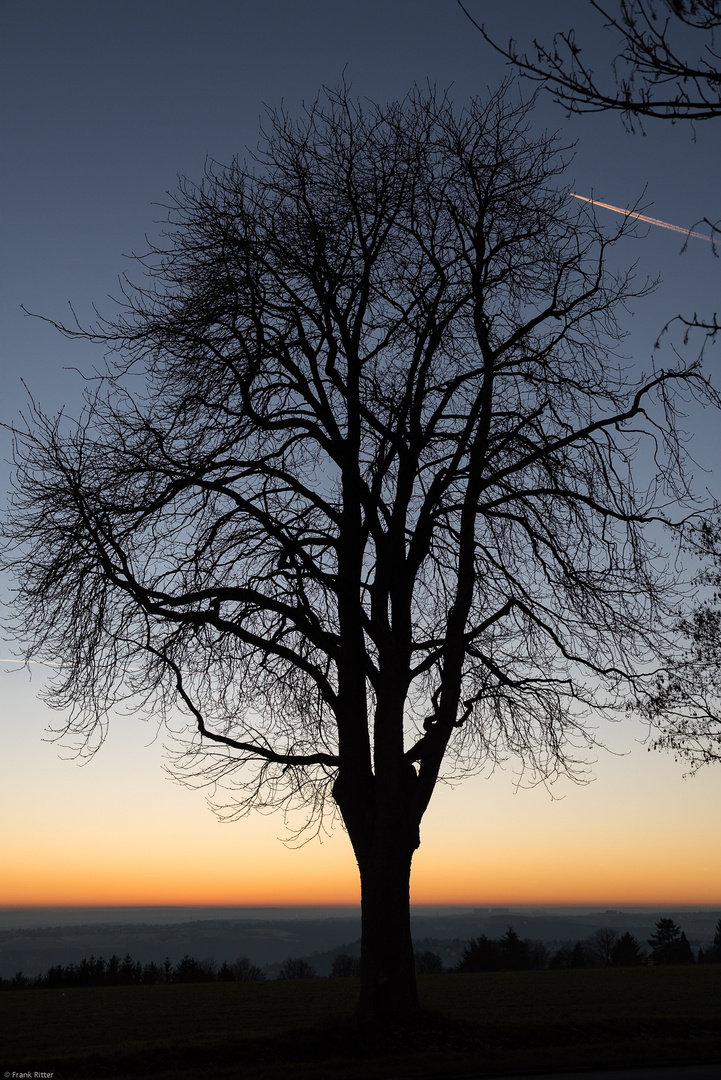 Der Abendbaum