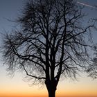 Der Abendbaum