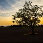 Der Abendbaum