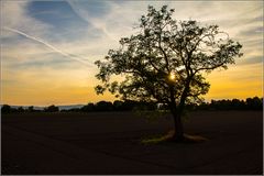 Der Abendbaum